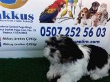Shi̇h Tzu Yavrularimiz Akkuş Üreti̇m Çi̇ftli̇ği̇nden