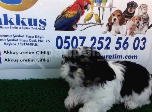 Shi̇h Tzu Yavrularimiz Akkuş Üreti̇m Çi̇ftli̇ği̇nden görsel