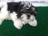 Shi̇h Tzu Yavrularimiz Akkuş Üreti̇m Çi̇ftli̇ği̇nden