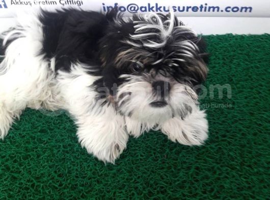 Shi̇h Tzu Yavrularimiz Akkuş Üreti̇m Çi̇ftli̇ği̇nden görsel