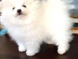 Pomerani̇an Yavrularimiz Akkuş Üreti̇m Çi̇ftli̇ği̇nden
