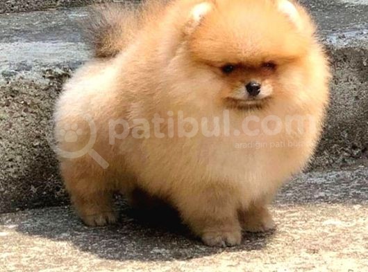 Pomerani̇an Yavrularimiz Akkuş Üreti̇m Çi̇ftli̇ği̇nden görsel