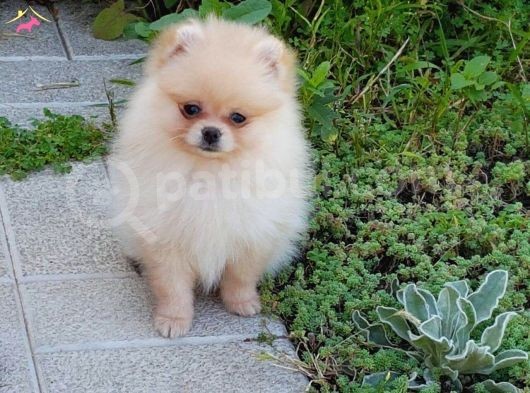 Pomerani̇an Yavrularimiz Akkuş Üreti̇m Çi̇ftli̇ği̇nden görsel