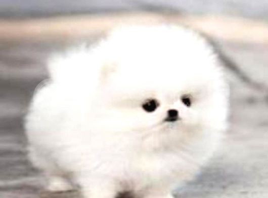 Pomerani̇an Yavrularimiz Akkuş Üreti̇m Çi̇ftli̇ği̇nden görsel