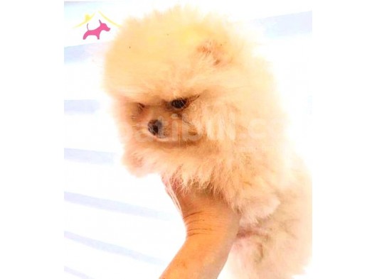 Pomerani̇an Yavrularimiz Akkuş Üreti̇m Çi̇ftli̇ği̇nden görsel
