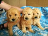 Toy - Poodle Yavrularimiz Akkuş Üreti̇m Çi̇ftli̇ği̇nden