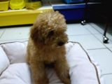 Toy - Poodle Yavrularimiz Akkuş Üreti̇m Çi̇ftli̇ği̇nden