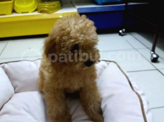 Toy - Poodle Yavrularimiz Akkuş Üreti̇m Çi̇ftli̇ği̇nden görsel