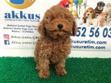 Toy - Poodle Yavrularimiz Akkuş Üreti̇m Çi̇ftli̇ği̇nden