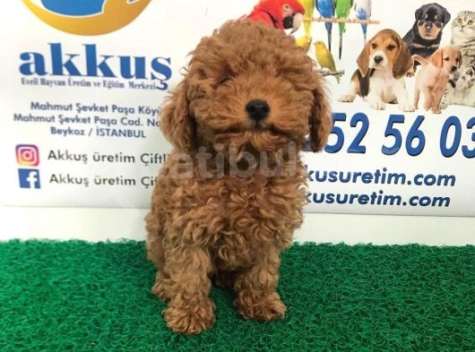 Toy - Poodle Yavrularimiz Akkuş Üreti̇m Çi̇ftli̇ği̇nden görsel