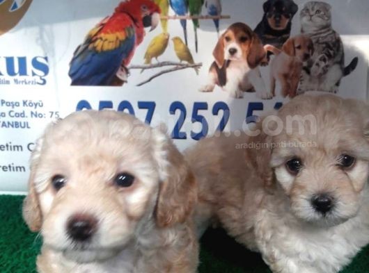 Toy - Poodle Yavrularimiz Akkuş Üreti̇m Çi̇ftli̇ği̇nden görsel