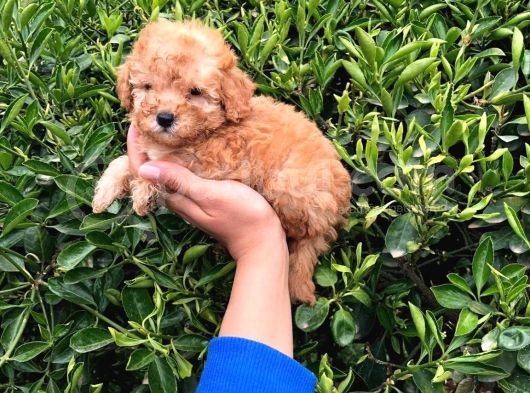 Toy - Poodle Yavrularimiz Akkuş Üreti̇m Çi̇ftli̇ği̇nden görsel