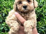 TOY - POODLE YAVRULARIMIZ AKKUŞ ÜRETİM ÇİFTLİĞİNDEN