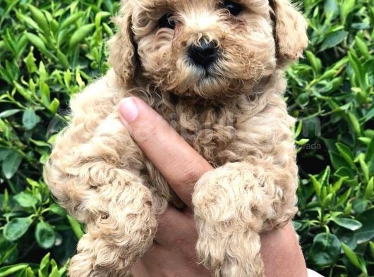 Toy - Poodle Yavrularimiz Akkuş Üreti̇m Çi̇ftli̇ği̇nden