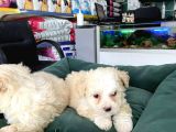 Akkuş Üreti̇m Çi̇ftli̇ği̇nden Malti̇poo Yavrulari