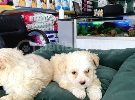 Akkuş Üreti̇m Çi̇ftli̇ği̇nden Malti̇poo Yavrulari görsel