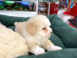 Akkuş Üreti̇m Çi̇ftli̇ği̇nden Malti̇poo Yavrulari