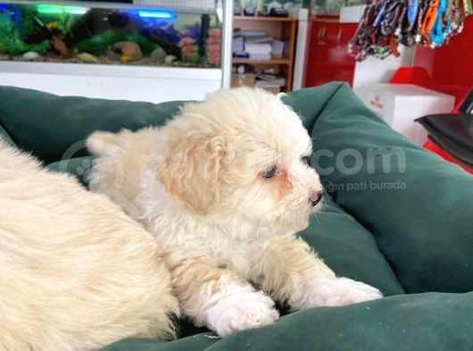 Akkuş Üreti̇m Çi̇ftli̇ği̇nden Malti̇poo Yavrulari görsel