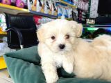 Akkuş Üreti̇m Çi̇ftli̇ği̇nden Malti̇poo Yavrulari