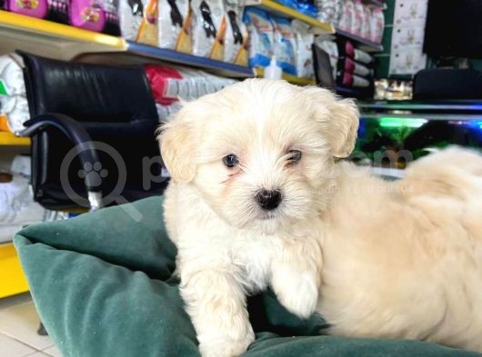 Akkuş Üreti̇m Çi̇ftli̇ği̇nden Malti̇poo Yavrulari görsel