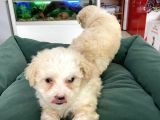 Akkuş Üreti̇m Çi̇ftli̇ği̇nden Malti̇poo Yavrulari