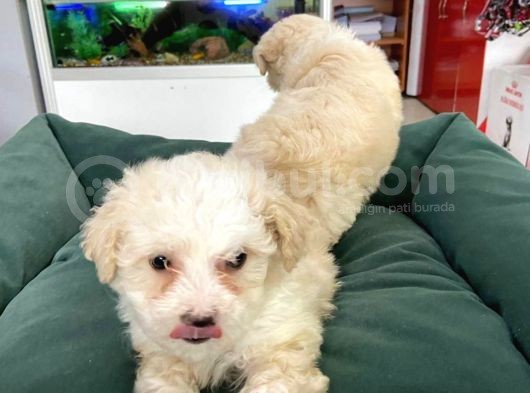 Akkuş Üreti̇m Çi̇ftli̇ği̇nden Malti̇poo Yavrulari görsel