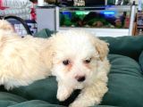 Akkuş Üreti̇m Çi̇ftli̇ği̇nden Malti̇poo Yavrulari