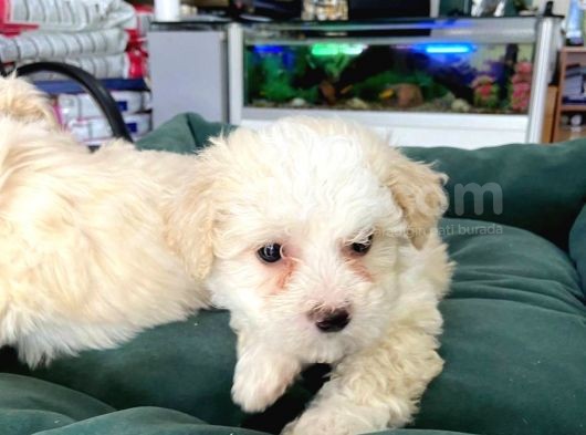 Akkuş Üreti̇m Çi̇ftli̇ği̇nden Malti̇poo Yavrulari görsel