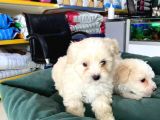 Akkuş Üreti̇m Çi̇ftli̇ği̇nden Malti̇poo Yavrulari