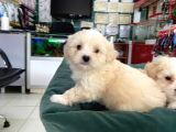 Akkuş Üreti̇m Çi̇ftli̇ği̇nden Malti̇poo Yavrulari