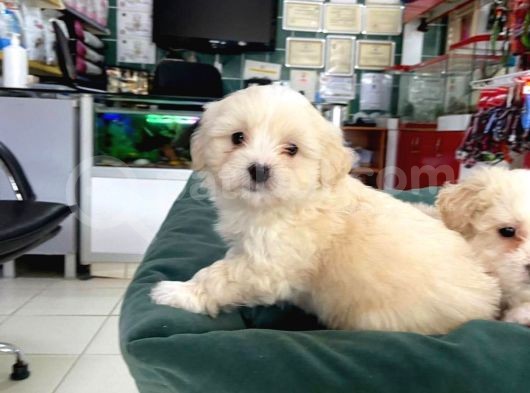 Akkuş Üreti̇m Çi̇ftli̇ği̇nden Malti̇poo Yavrulari görsel
