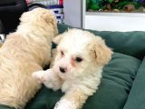 Akkuş Üreti̇m Çi̇ftli̇ği̇nden Malti̇poo Yavrulari