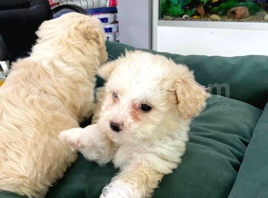 Akkuş Üreti̇m Çi̇ftli̇ği̇nden Malti̇poo Yavrulari görsel