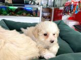 Akkuş Üreti̇m Çi̇ftli̇ği̇nden Malti̇poo Yavrulari