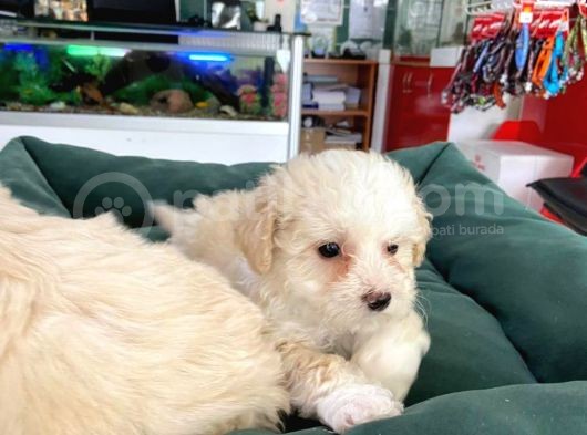 Akkuş Üreti̇m Çi̇ftli̇ği̇nden Malti̇poo Yavrulari görsel