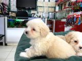 Akkuş Üreti̇m Çi̇ftli̇ği̇nden Malti̇poo Yavrulari