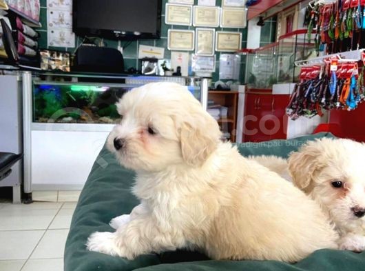 Akkuş Üreti̇m Çi̇ftli̇ği̇nden Malti̇poo Yavrulari görsel