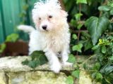 Akkuş Üreti̇m Çi̇ftli̇ği̇nden Malti̇poo Yavrulari