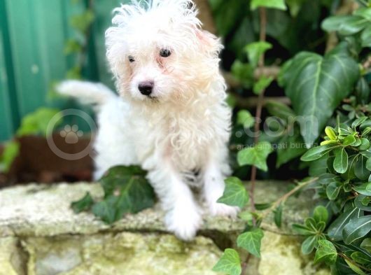 Akkuş Üreti̇m Çi̇ftli̇ği̇nden Malti̇poo Yavrulari görsel