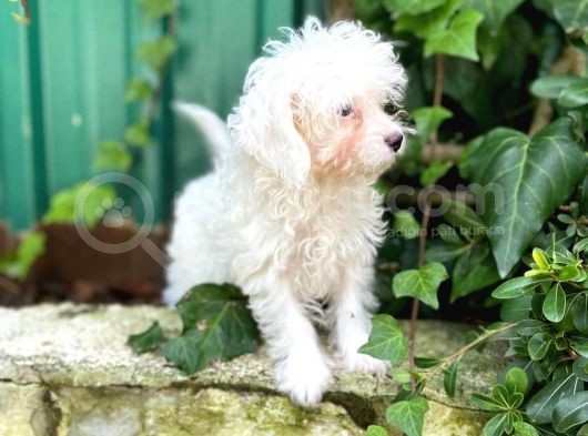 Akkuş Üreti̇m Çi̇ftli̇ği̇nden Malti̇poo Yavrulari görsel