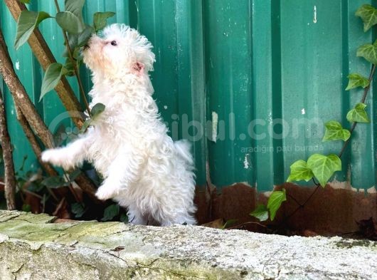 Akkuş Üreti̇m Çi̇ftli̇ği̇nden Malti̇poo Yavrulari görsel