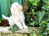 Akkuş Üreti̇m Çi̇ftli̇ği̇nden Malti̇poo Yavrulari