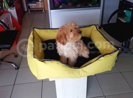 Akkuş Üreti̇m Çi̇ftli̇ği̇nden Malti̇poo Yavrulari görsel