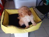Akkuş Üreti̇m Çi̇ftli̇ği̇nden Malti̇poo Yavrulari