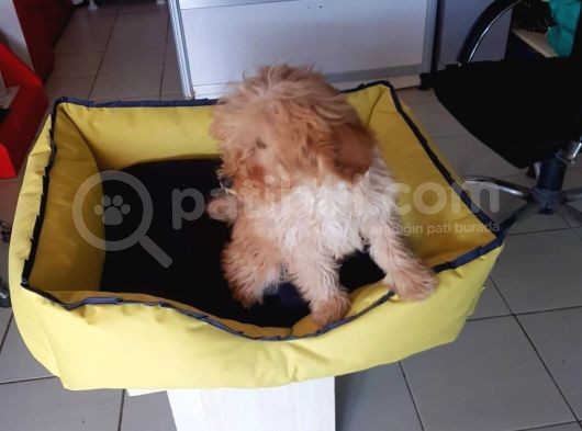Akkuş Üreti̇m Çi̇ftli̇ği̇nden Malti̇poo Yavrulari görsel