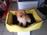 Akkuş Üreti̇m Çi̇ftli̇ği̇nden Malti̇poo Yavrulari