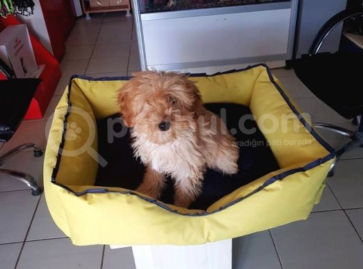 Akkuş Üreti̇m Çi̇ftli̇ği̇nden Malti̇poo Yavrulari görsel