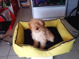 Akkuş Üreti̇m Çi̇ftli̇ği̇nden Malti̇poo Yavrulari
