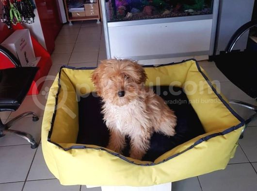 Akkuş Üreti̇m Çi̇ftli̇ği̇nden Malti̇poo Yavrulari görsel