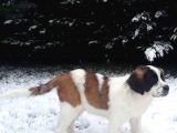 Akkuş Üreti̇m Çi̇ftli̇ği̇nden St Bernard Yavrulari
